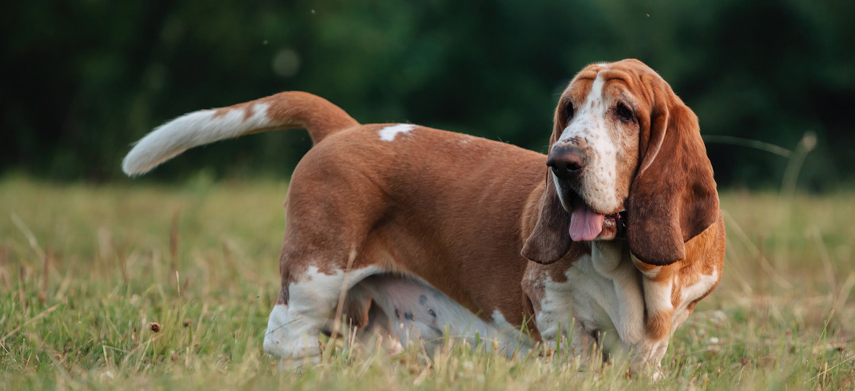 basset hound puppies near me