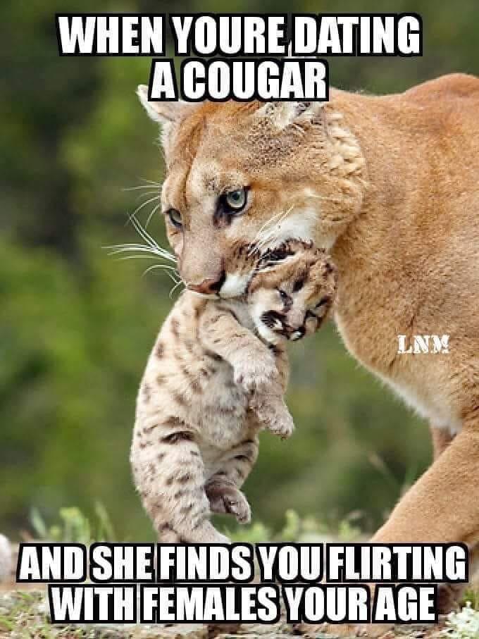 cougar meme