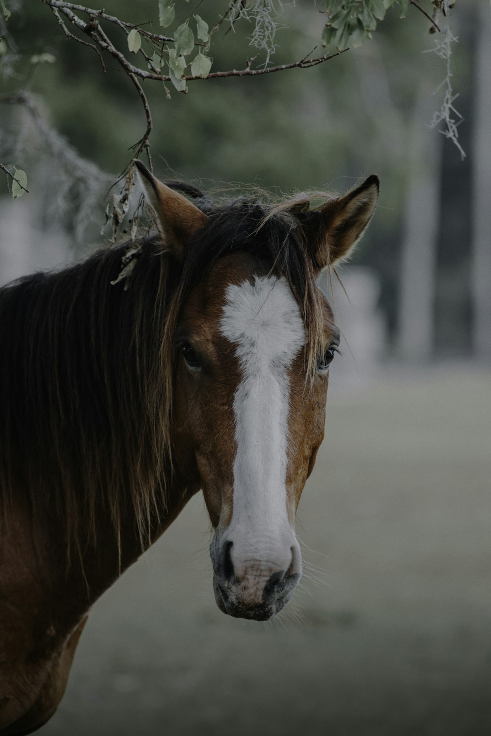 fotos de caballos bonitos para descargar