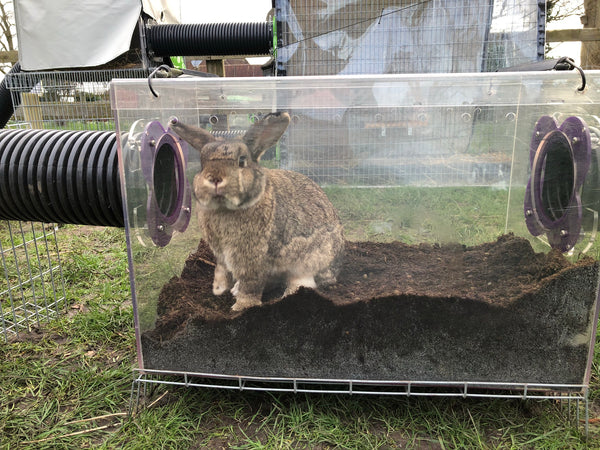 rabbit digging box