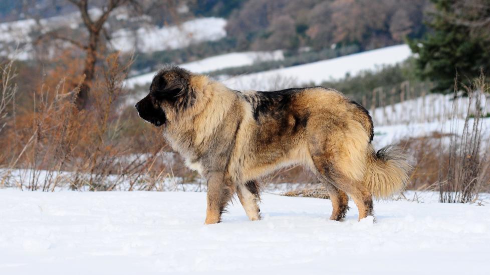 caucasus mountain shepherd