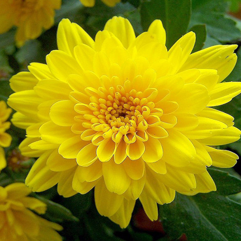 chrysanthemum flower images