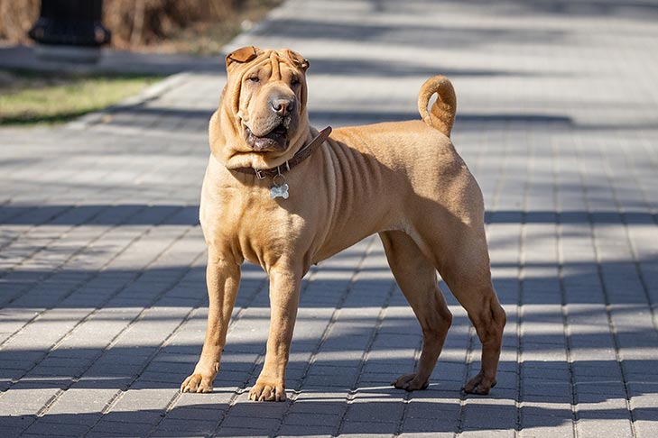 mini shar pei