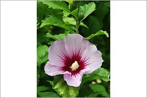 is the hibiscus plant poisonous to cats