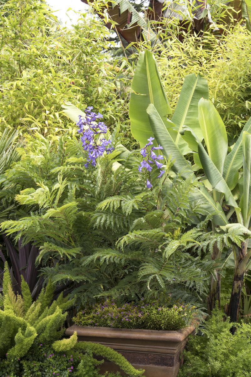 jacaranda bonsai blue