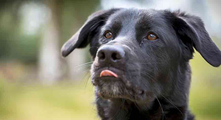 black lab and shepherd mix