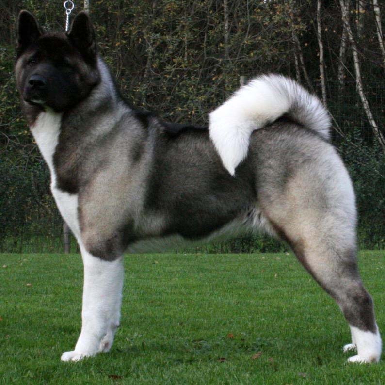 american akita life expectancy