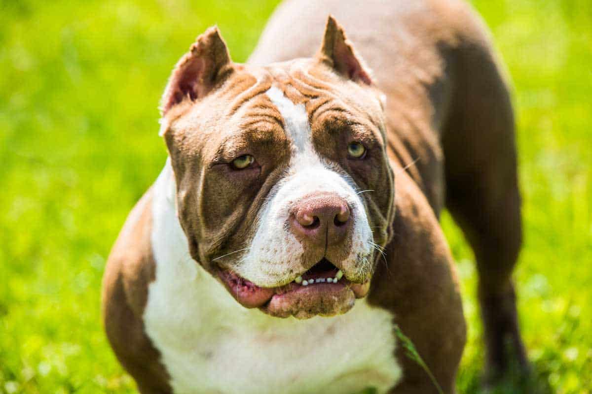 miniature pitbull breeds