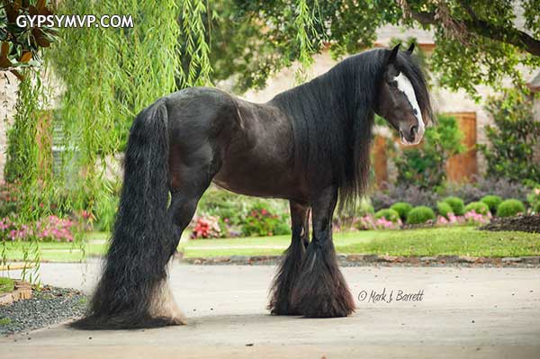 caballo negro en venta