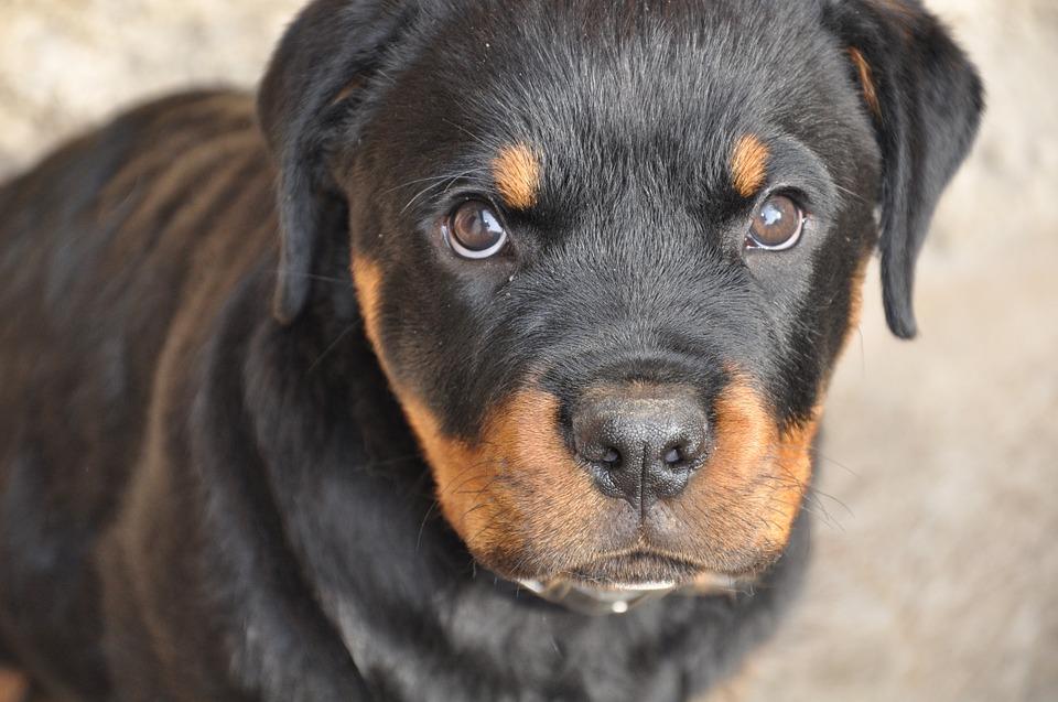 nombres para perros rottweiler bravos