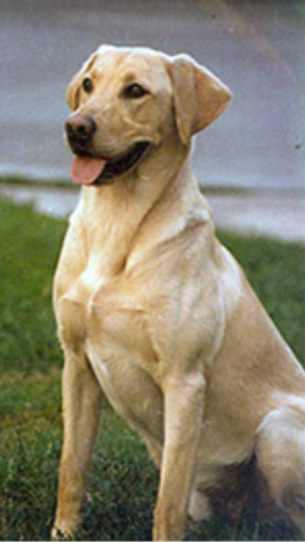 hunting lab pedigree