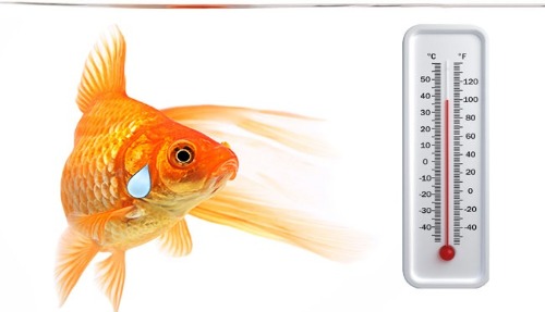 goldfish temperature range celsius