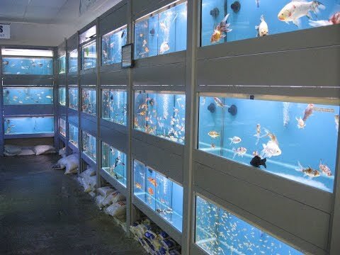 roxy aquarium