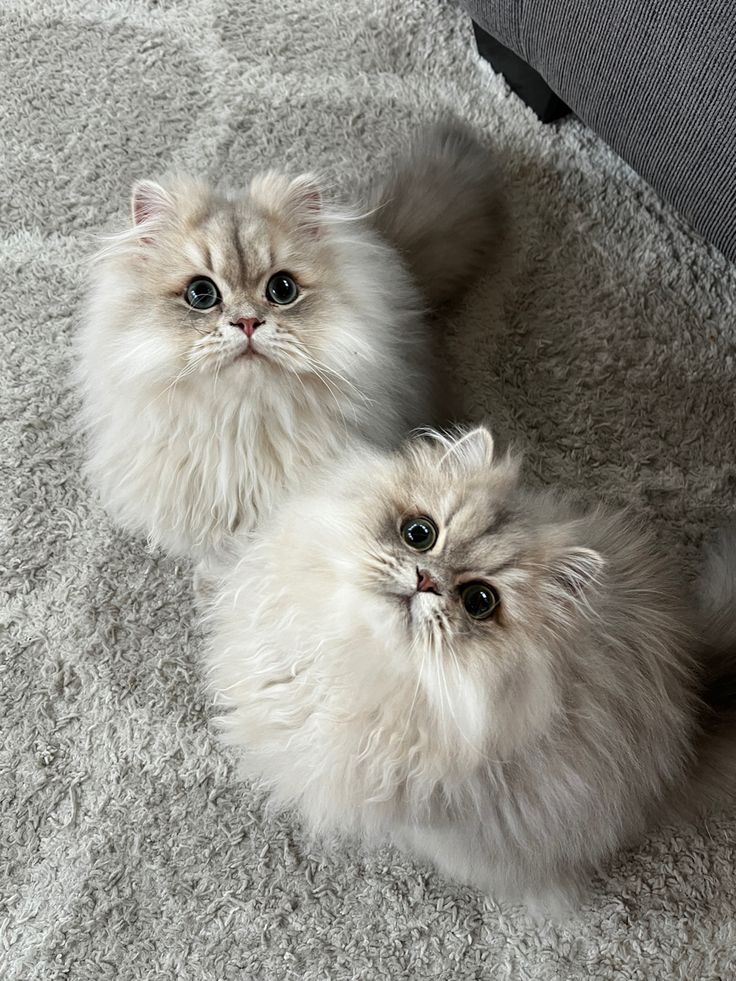 chinchilla persian