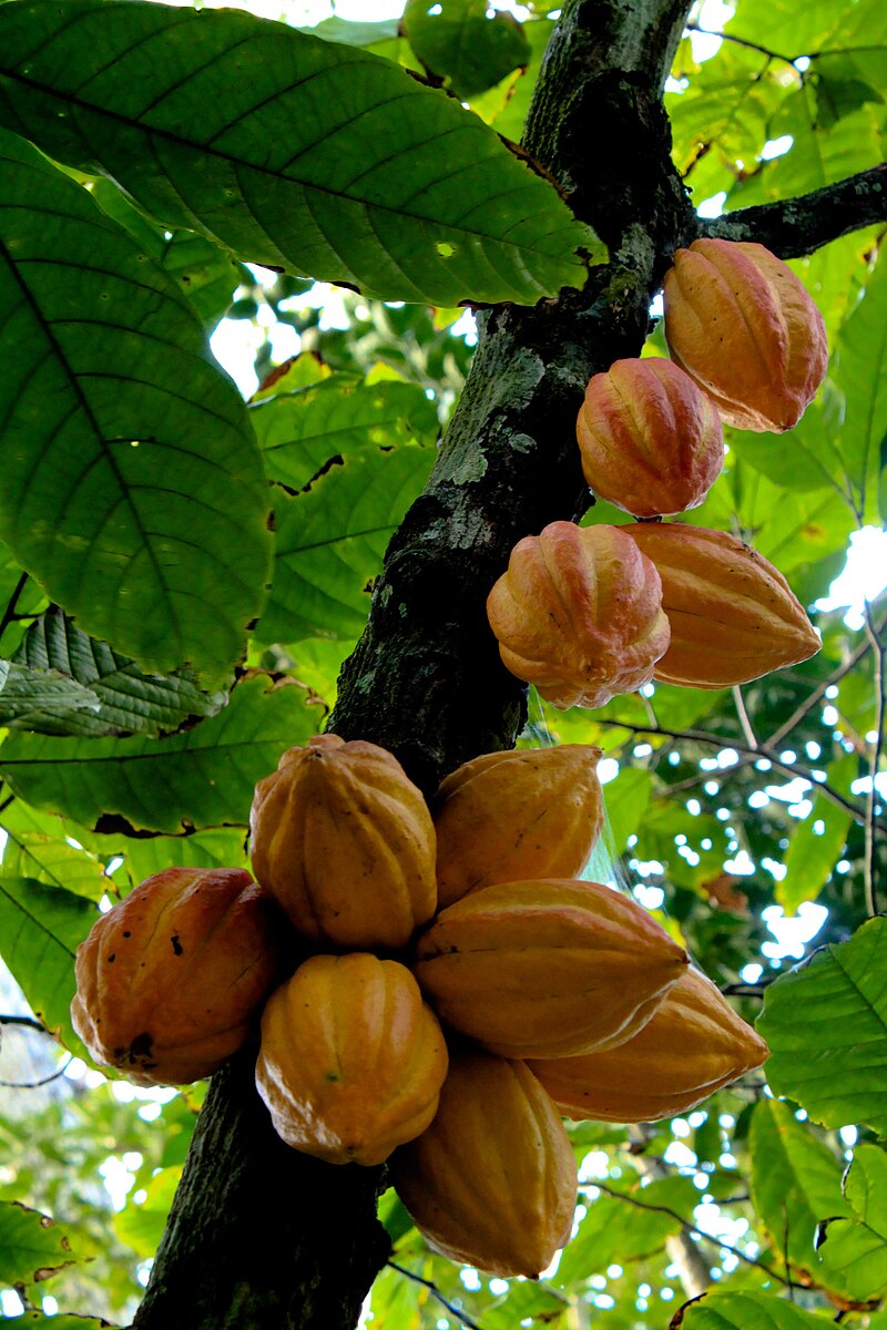 cacao pronunciation