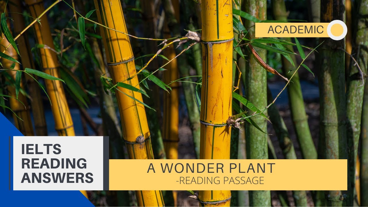 bamboo a wonder plant reading answers