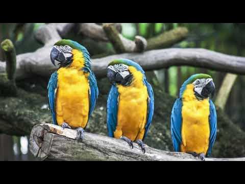 parrot message tone