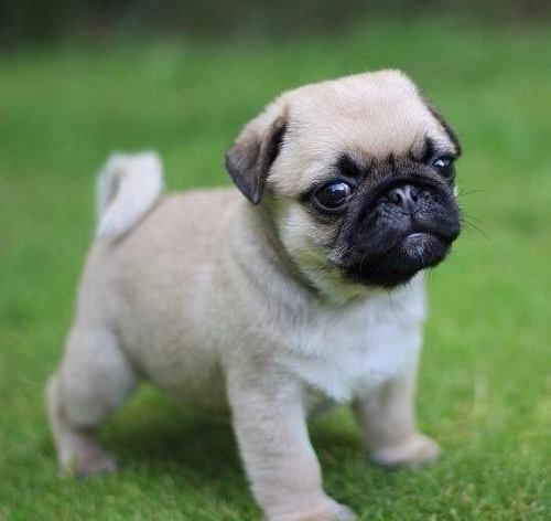 perros pug bebes precio