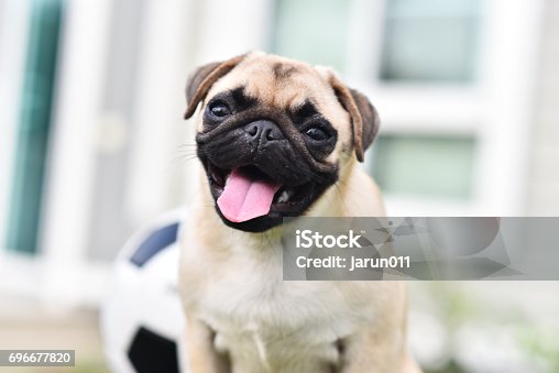 pictures of pug