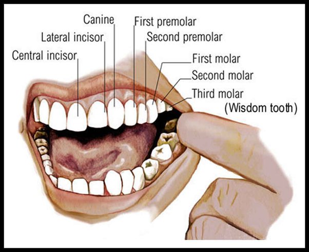 human bite force in psi