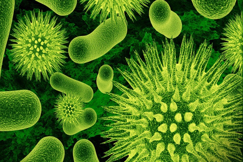 bacteria images hd