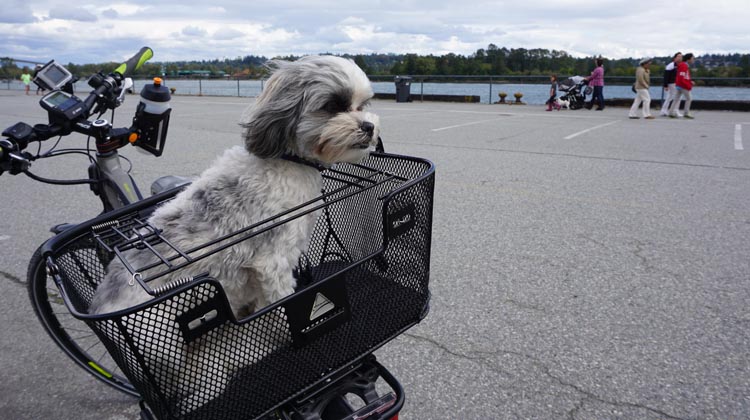 best bike dog carrier