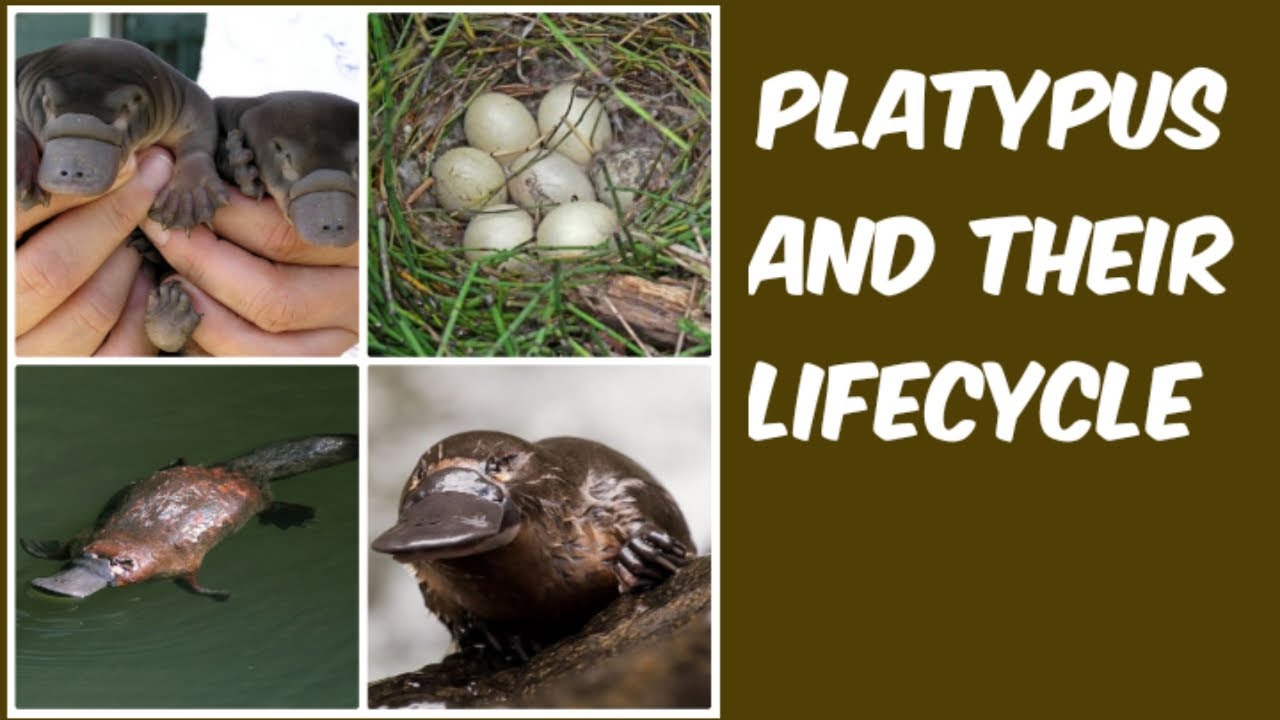 life cycle of the platypus