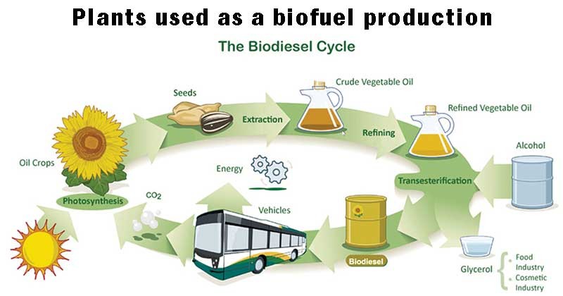 biofuel tagalog