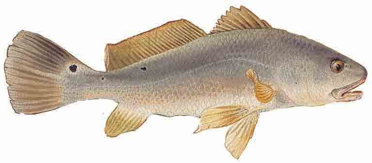 texas black drum limit