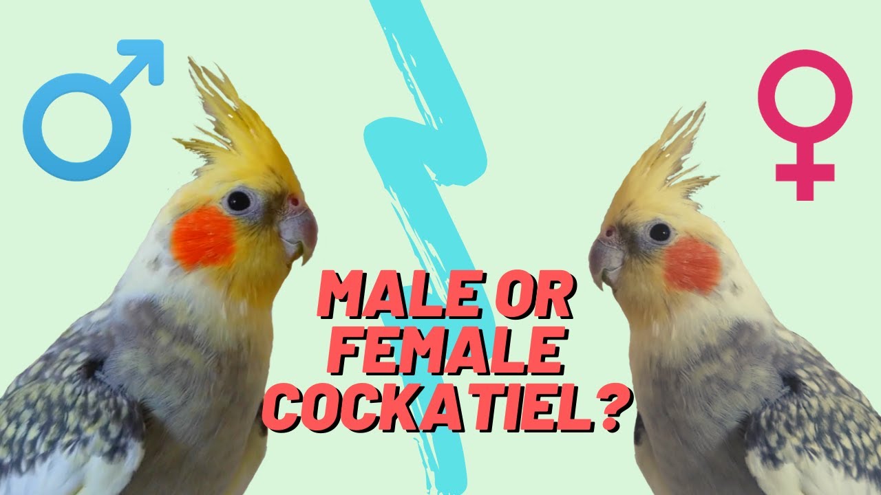 how to tell if a cockatiel is male or female