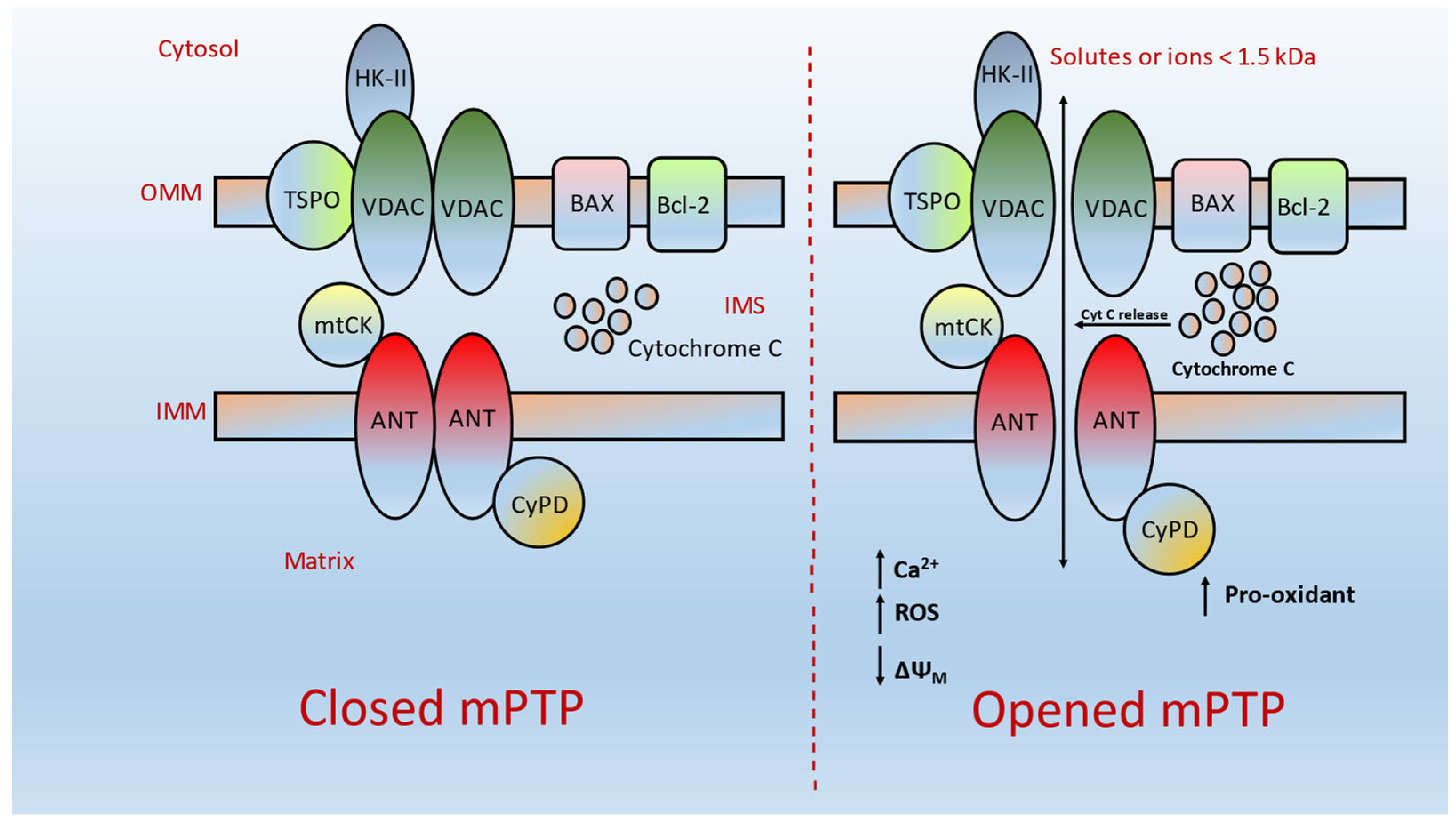 mptp