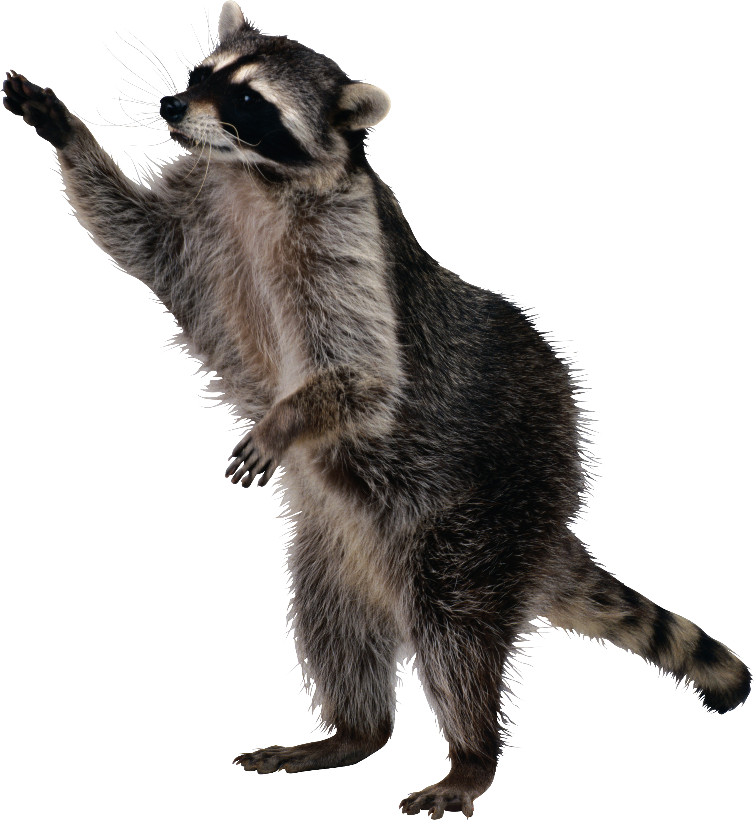 raccoon png