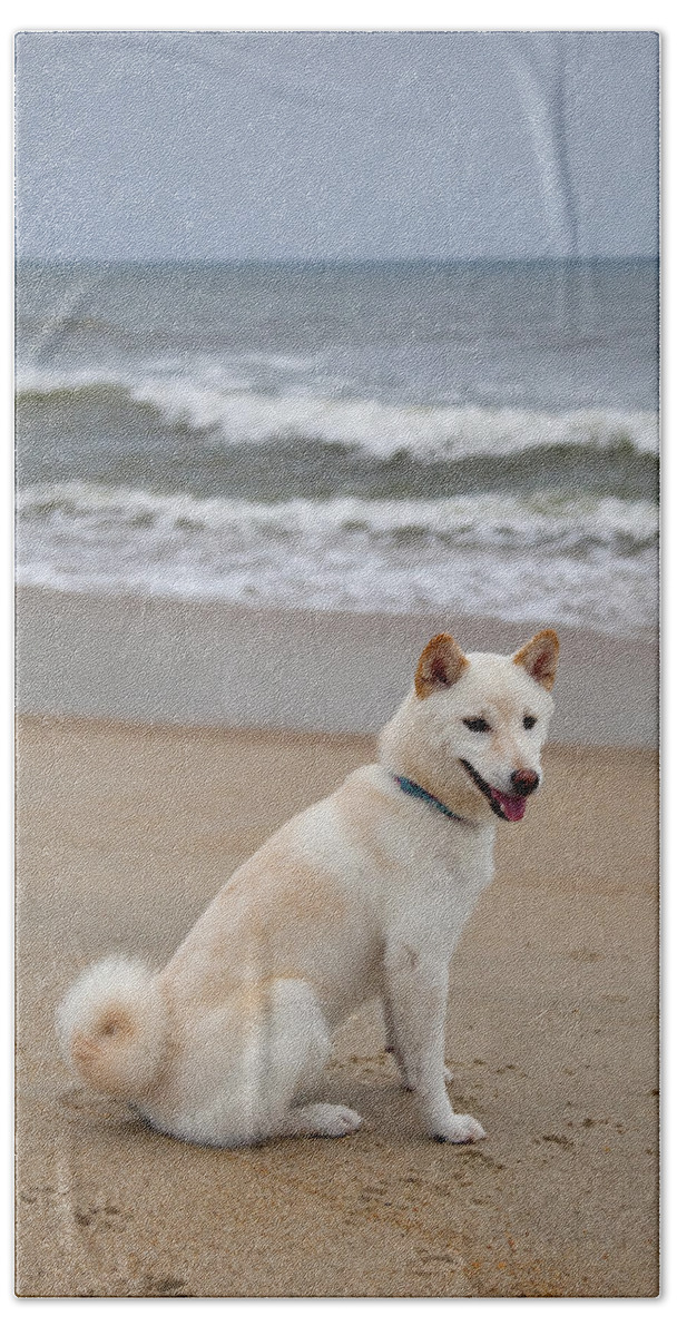 cream colored shiba inu