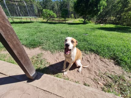 puppies for sale clarence valley