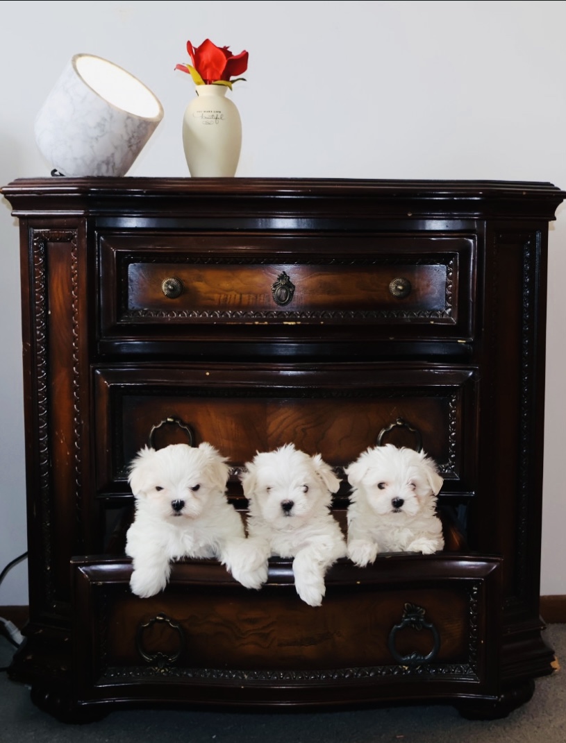 maltese terrier puppies for sale melbourne