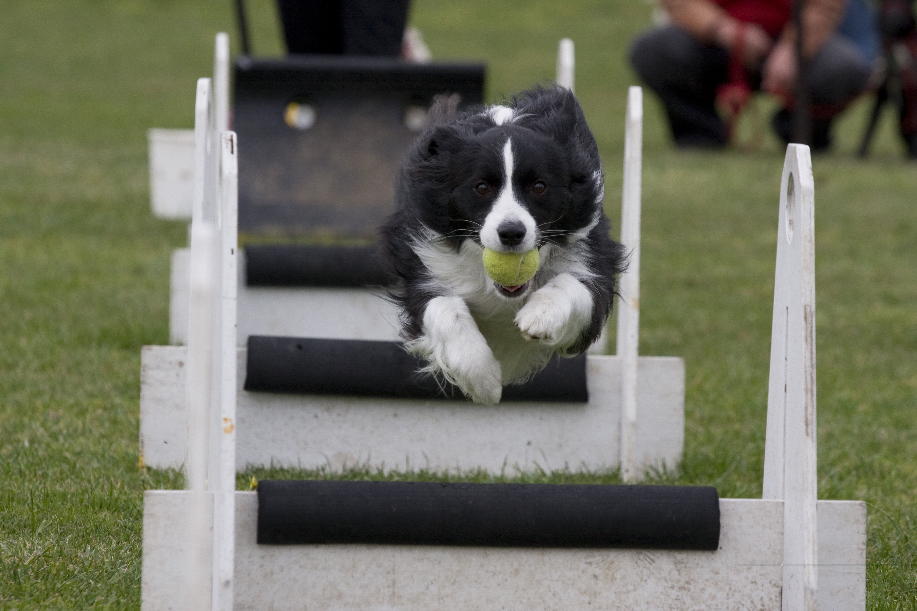 flyball near me