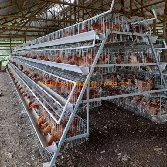 poultry cage design