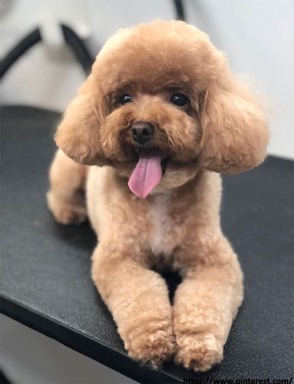 poodle hairstyle