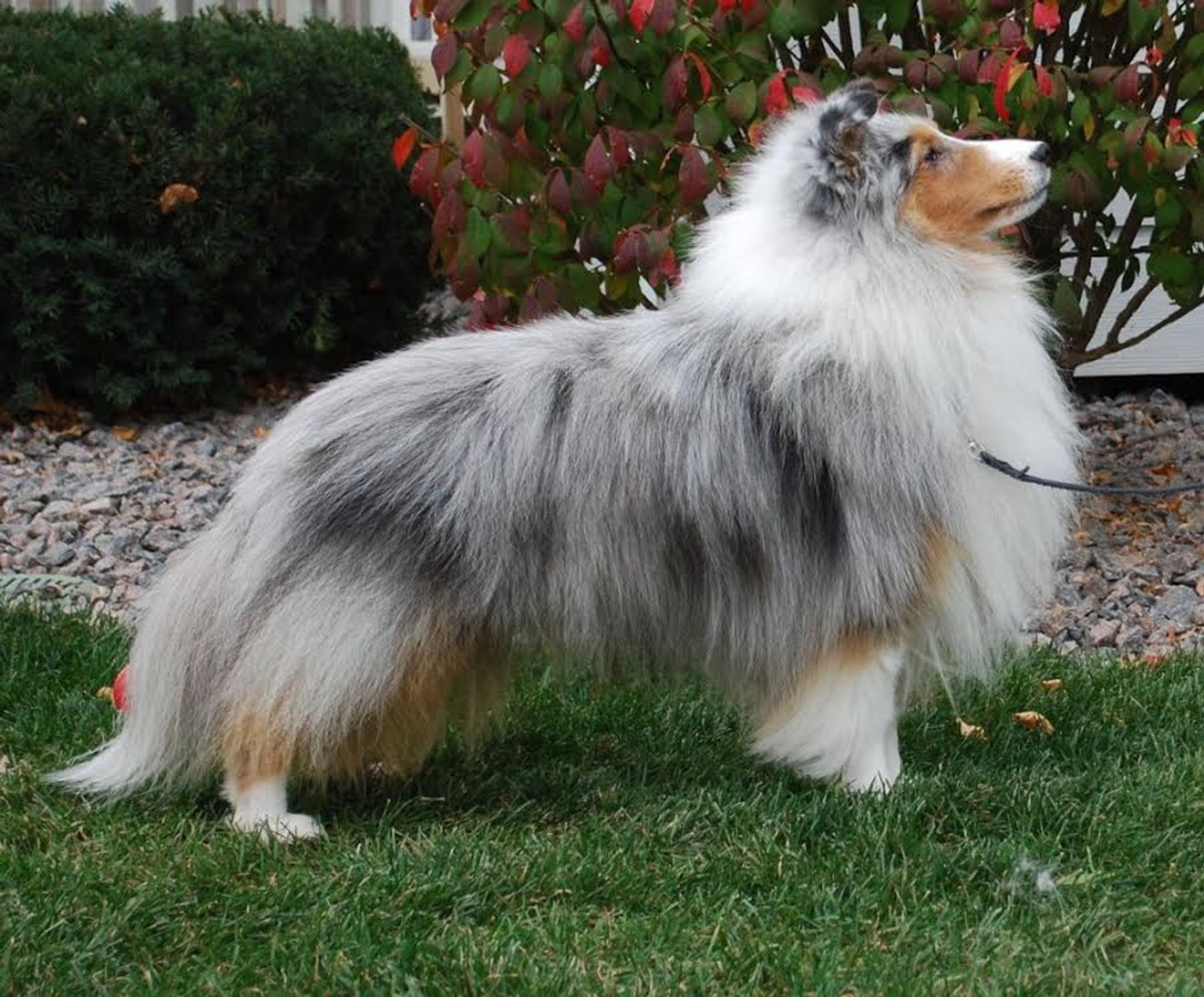 shetland sheepdogs for sale