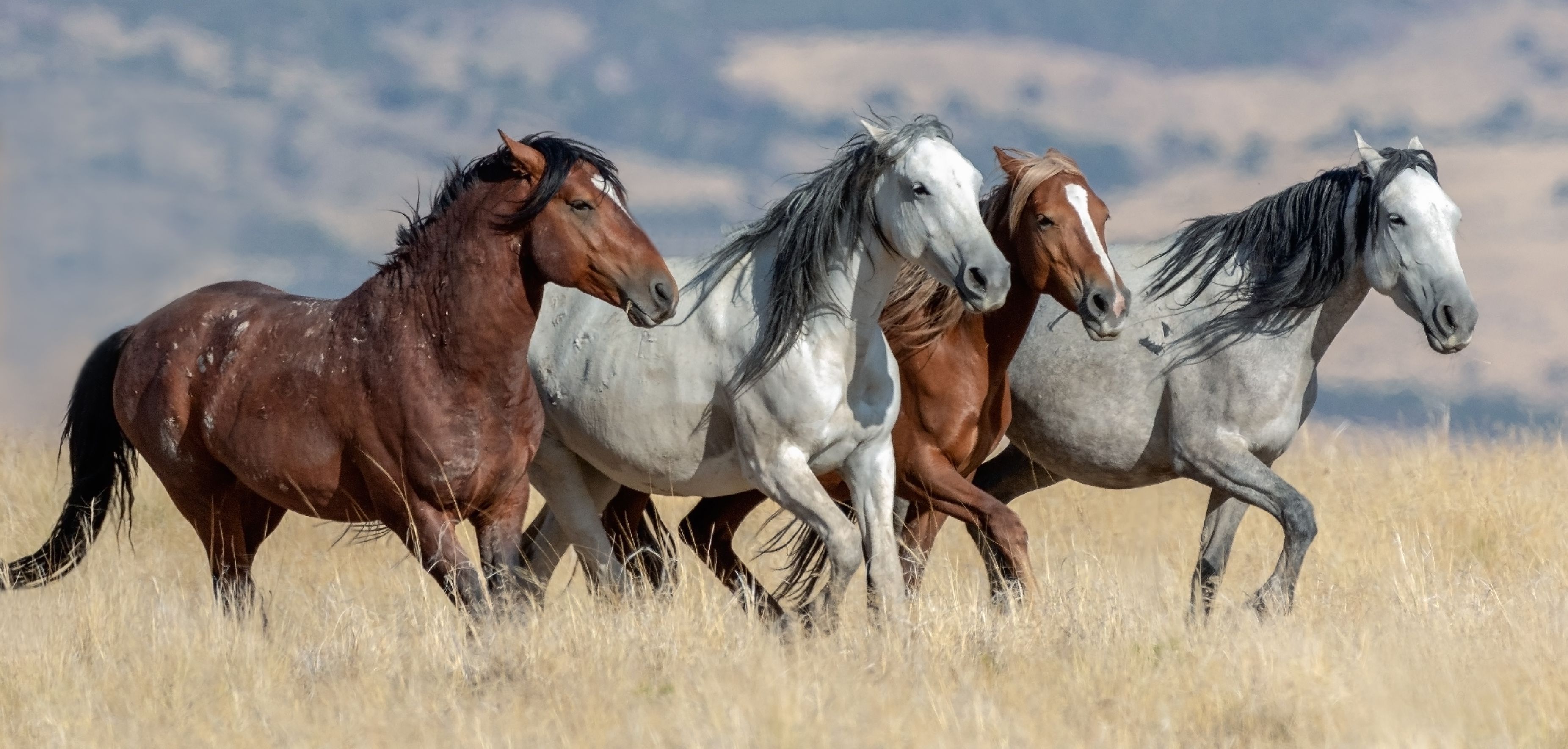 are mustang horses good for beginners