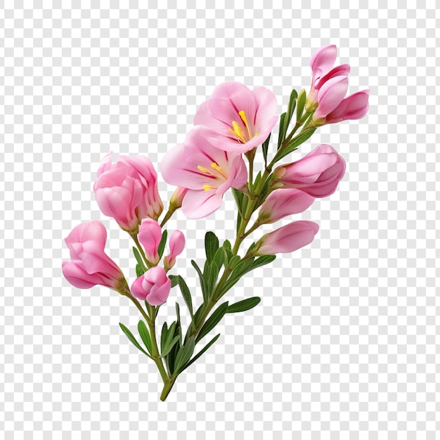 flowers png