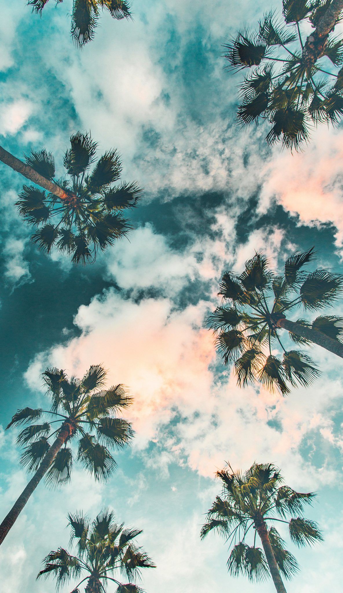 aesthetic palm tree wallpaper