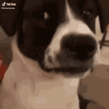 what the dog doin gif