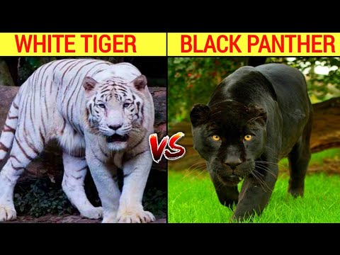 black panther vs white tiger