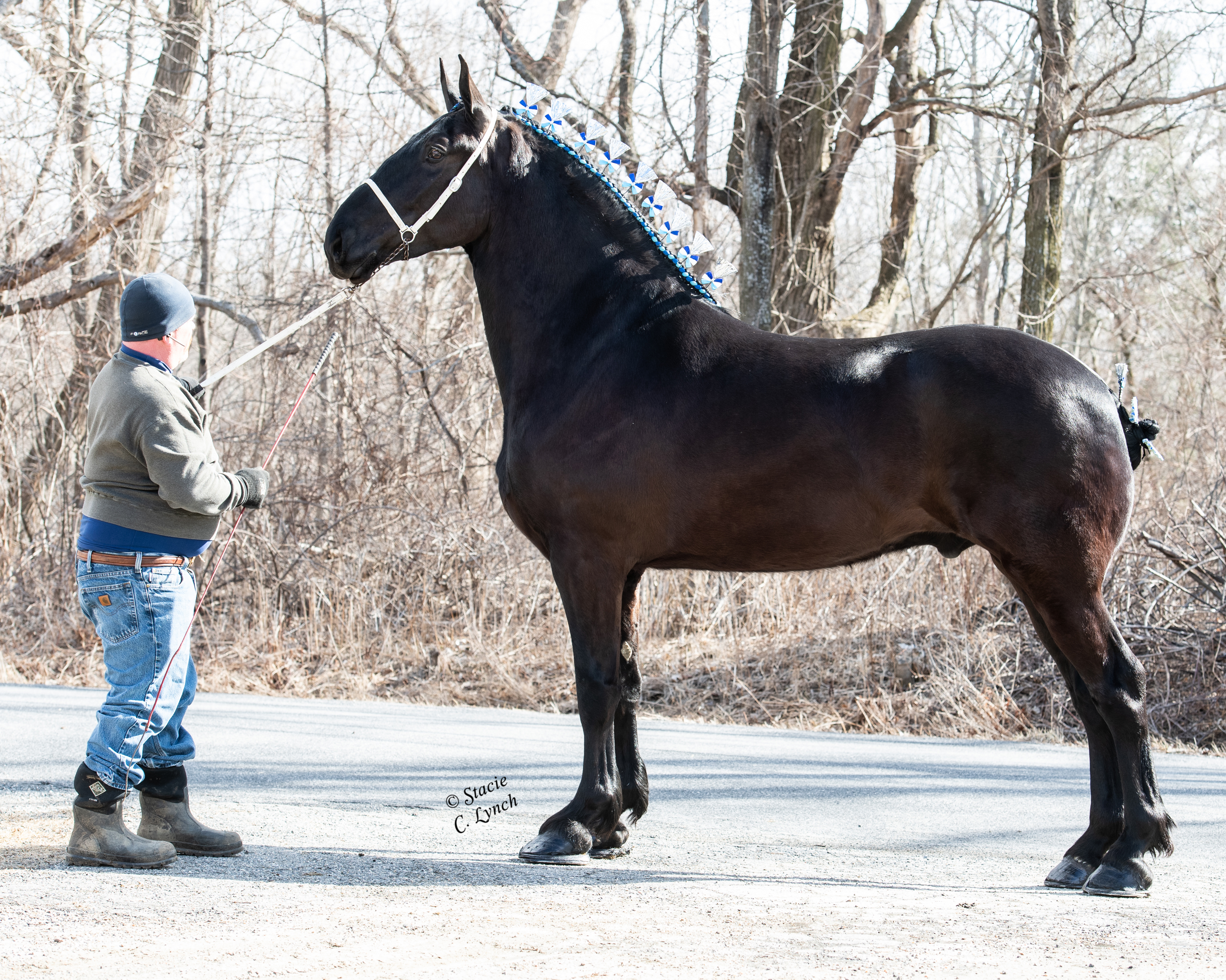 percheron draft horses for sale