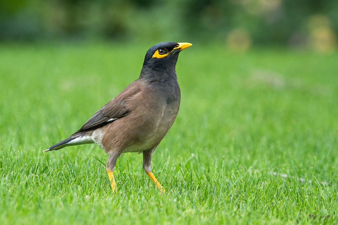 picture of mynah bird