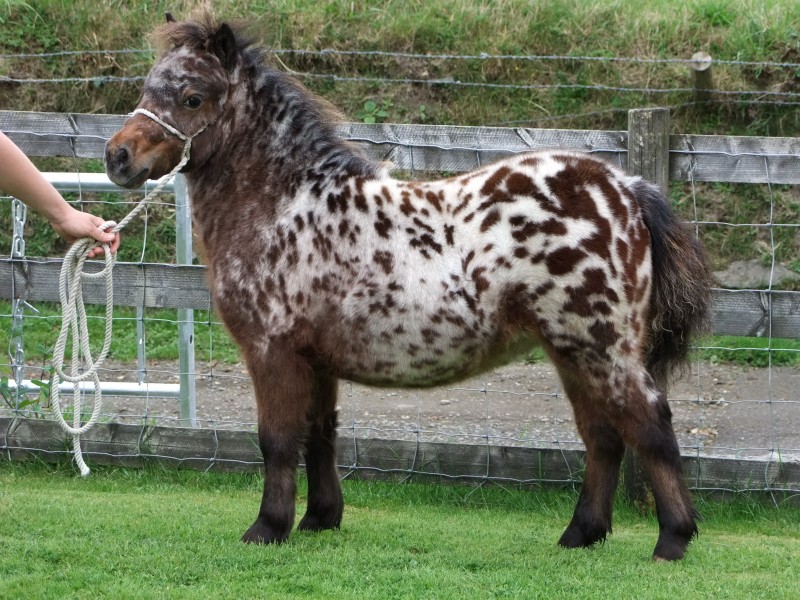 shetland pony for sale