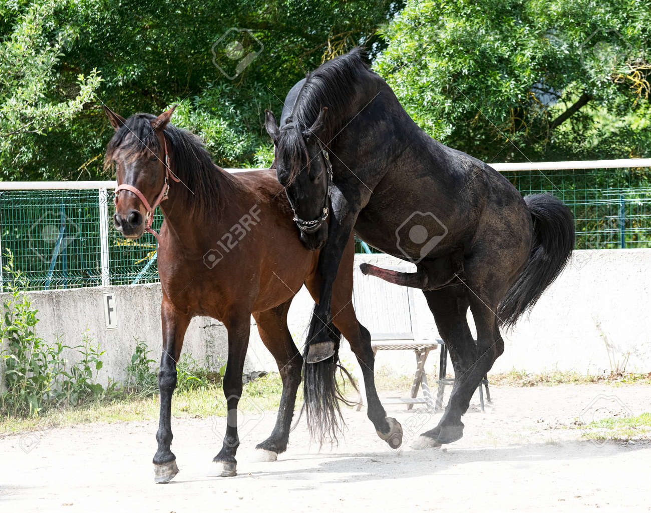 horse mating with