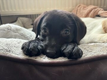 labrador puppies for sale in cardiff