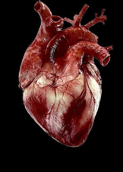 human heart pics images